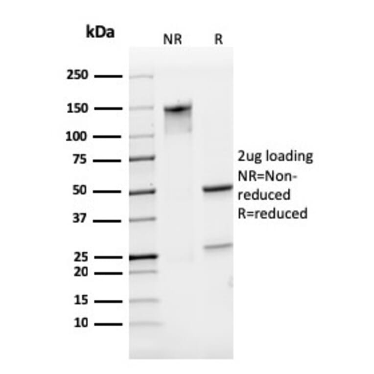 SDS-PAGE - Anti-CD31 Antibody [PECAM1/3529] - BSA and Azide free (A252778) - Antibodies.com
