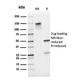 SDS-PAGE - Anti-CD31 Antibody [PECAM1/3529] - BSA and Azide free (A252778) - Antibodies.com