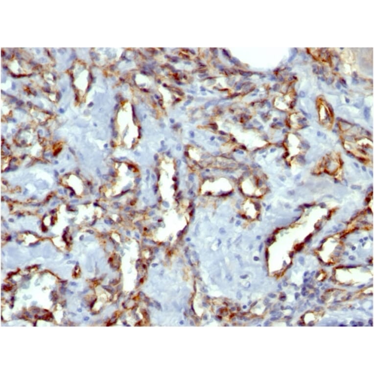 Immunohistochemistry - Anti-CD31 Antibody [C31.7] - BSA and Azide free (A252779) - Antibodies.com