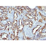 Immunohistochemistry - Anti-CD31 Antibody [C31.7] - BSA and Azide free (A252779) - Antibodies.com