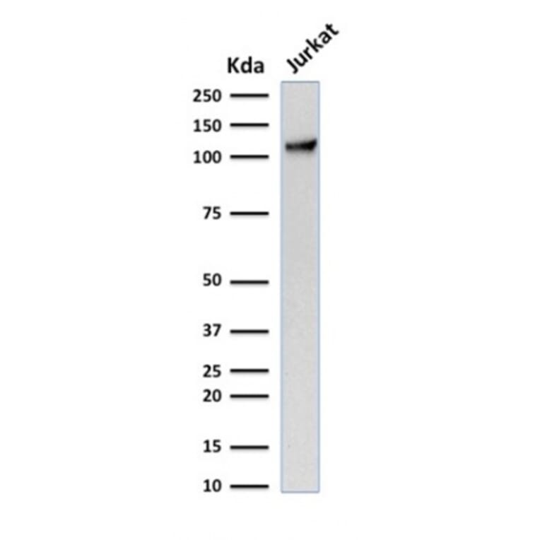 Western Blot - Anti-CD31 Antibody [C31.7] - BSA and Azide free (A252779) - Antibodies.com