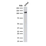 Western Blot - Anti-CD31 Antibody [C31.7] - BSA and Azide free (A252779) - Antibodies.com