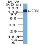 Western Blot - Anti-CD31 Antibody [C31.7] - BSA and Azide free (A252779) - Antibodies.com