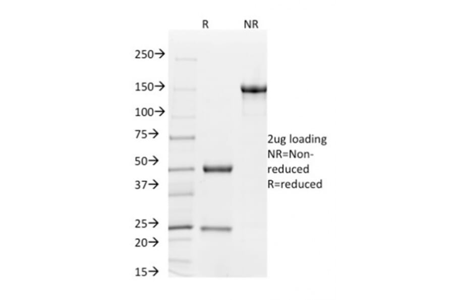 SDS-PAGE - Anti-CD31 Antibody [C31.7] - BSA and Azide free (A252779) - Antibodies.com