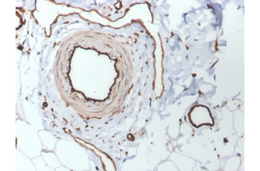 Immunohistochemistry - Anti-CD31 Antibody [PECAM1/3530] - BSA and Azide free (A252780) - Antibodies.com