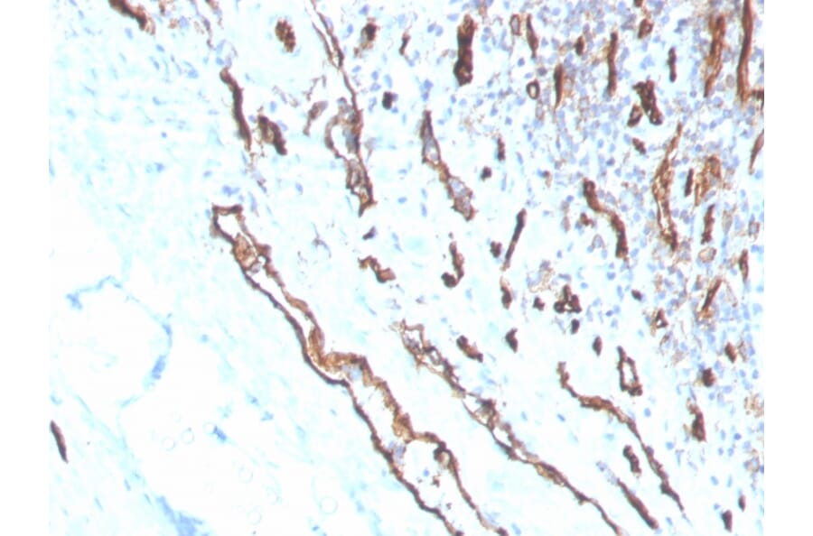 Immunohistochemistry - Anti-CD31 Antibody [PECAM1/3530] - BSA and Azide free (A252780) - Antibodies.com