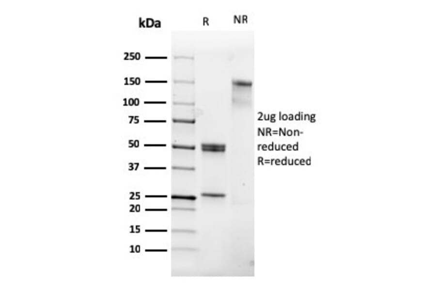 SDS-PAGE - Anti-CD31 Antibody [PECAM1/3530] - BSA and Azide free (A252780) - Antibodies.com