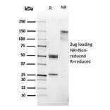 SDS-PAGE - Anti-CD31 Antibody [PECAM1/3530] - BSA and Azide free (A252780) - Antibodies.com
