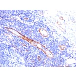 Immunohistochemistry - Anti-CD31 Antibody [C31.3] - BSA and Azide free (A252781) - Antibodies.com