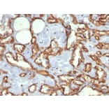 Immunohistochemistry - Anti-CD31 Antibody [C31.3] - BSA and Azide free (A252781) - Antibodies.com