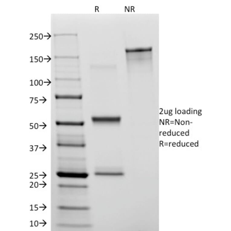 SDS-PAGE - Anti-CD31 Antibody [C31.3] - BSA and Azide free (A252781) - Antibodies.com