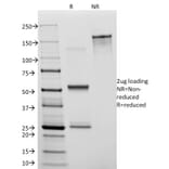 SDS-PAGE - Anti-CD31 Antibody [C31.3] - BSA and Azide free (A252781) - Antibodies.com