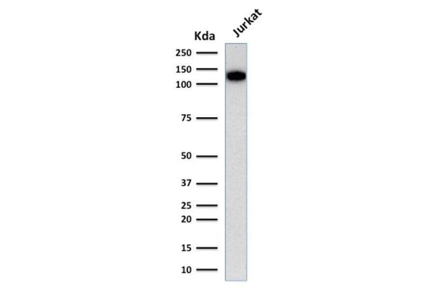 Western Blot - Anti-CD31 Antibody [C31.3] - BSA and Azide free (A252781) - Antibodies.com