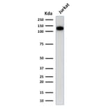 Western Blot - Anti-CD31 Antibody [C31.3] - BSA and Azide free (A252781) - Antibodies.com