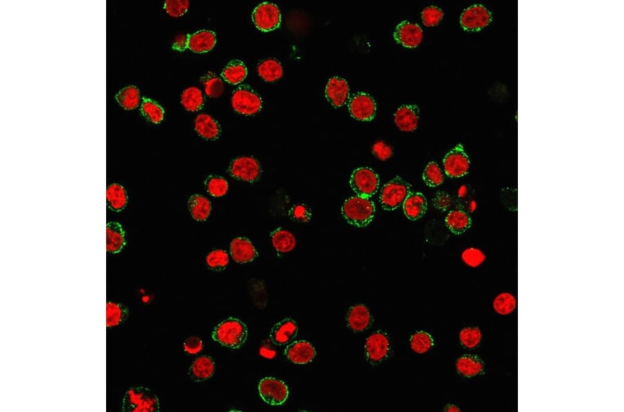 Immunofluorescence - Anti-CD31 Antibody [C31.3] - BSA and Azide free (A252781) - Antibodies.com