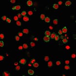 Immunofluorescence - Anti-CD31 Antibody [C31.3] - BSA and Azide free (A252781) - Antibodies.com