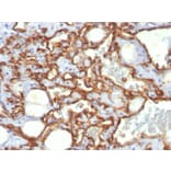 Immunohistochemistry - Anti-CD31 Antibody [SPM532] - BSA and Azide free (A252782) - Antibodies.com