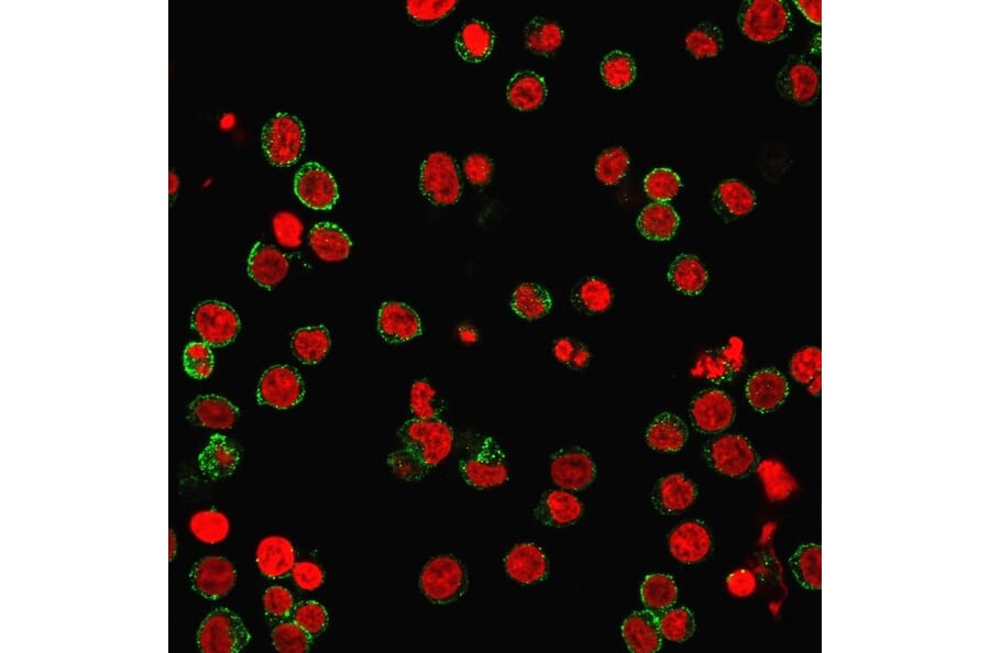 Immunofluorescence - Anti-CD31 Antibody [SPM532] - BSA and Azide free (A252781) - Antibodies.com
