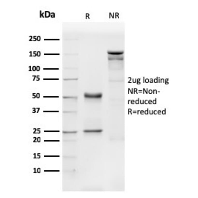 SDS-PAGE - Anti-CD31 Antibody [PECAM1/3540] - BSA and Azide free (A252783) - Antibodies.com