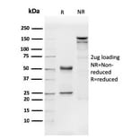 SDS-PAGE - Anti-CD31 Antibody [PECAM1/3540] - BSA and Azide free (A252783) - Antibodies.com