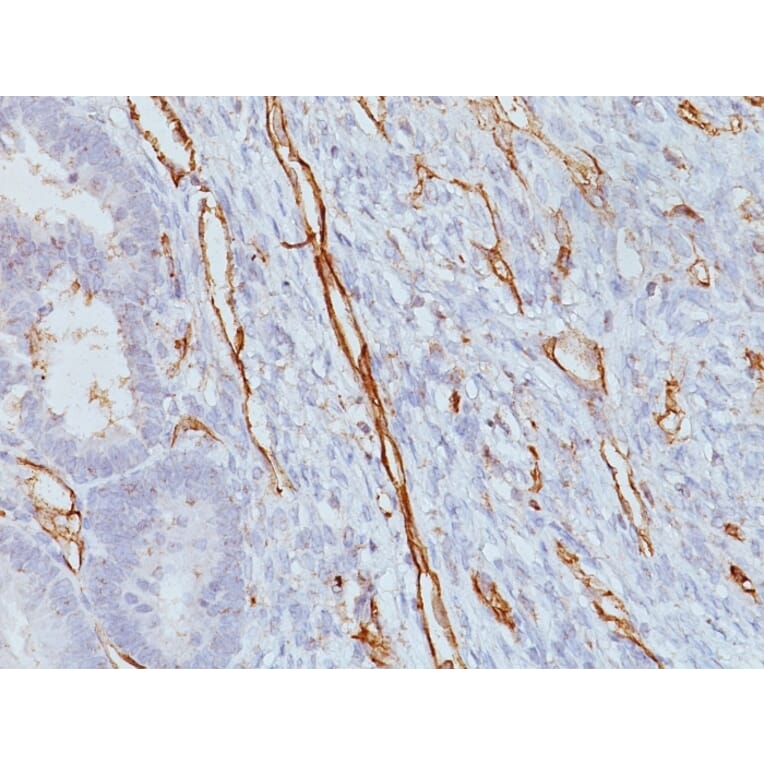 Immunohistochemistry - Anti-CD31 Antibody [JC/70A] - BSA and Azide free (A252784) - Antibodies.com