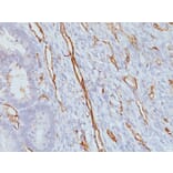 Immunohistochemistry - Anti-CD31 Antibody [JC/70A] - BSA and Azide free (A252784) - Antibodies.com