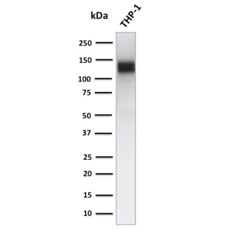 Western Blot - Anti-CD31 Antibody [JC/70A] - BSA and Azide free (A252784) - Antibodies.com