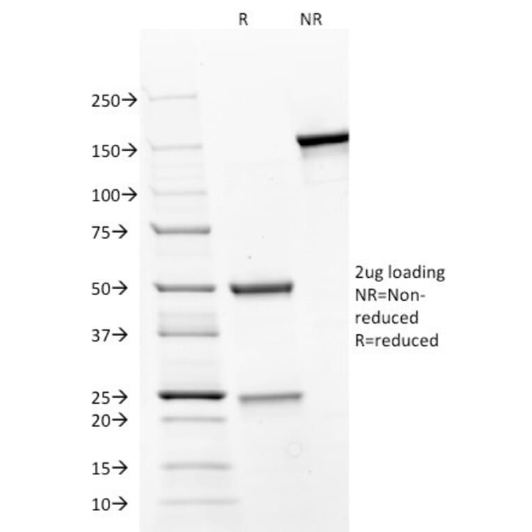 SDS-PAGE - Anti-CD31 Antibody [JC/70A] - BSA and Azide free (A252784) - Antibodies.com