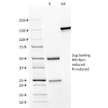 SDS-PAGE - Anti-CD31 Antibody [JC/70A] - BSA and Azide free (A252784) - Antibodies.com