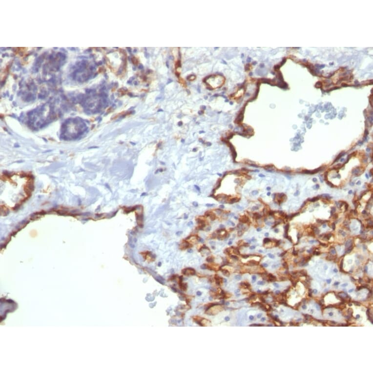 Immunohistochemistry - Anti-CD31 Antibody [SPM122] - BSA and Azide free (A252784) - Antibodies.com