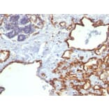 Immunohistochemistry - Anti-CD31 Antibody [SPM122] - BSA and Azide free (A252784) - Antibodies.com