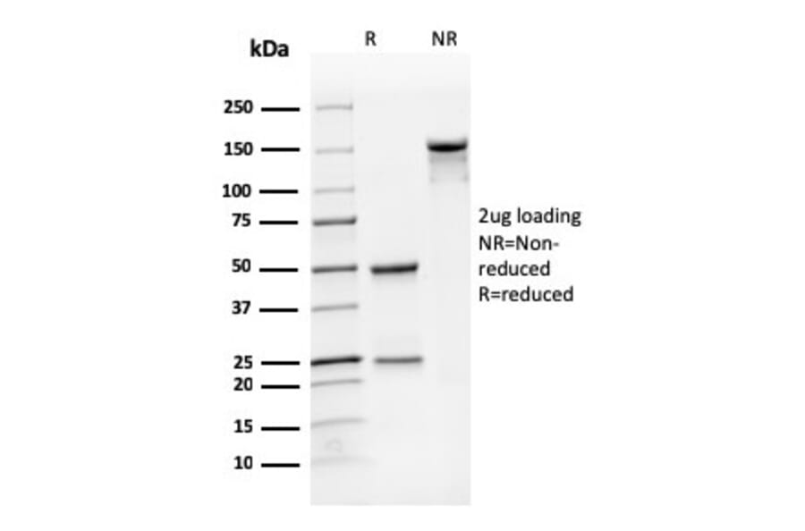 SDS-PAGE - Anti-CD31 Antibody [SPM122] - BSA and Azide free (A252785) - Antibodies.com