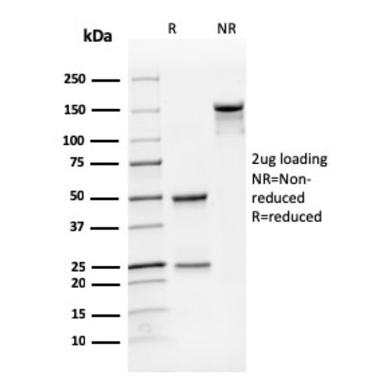 SDS-PAGE - Anti-CD31 Antibody [SPM122] - BSA and Azide free (A252785) - Antibodies.com