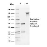 SDS-PAGE - Anti-CD31 Antibody [SPM122] - BSA and Azide free (A252785) - Antibodies.com