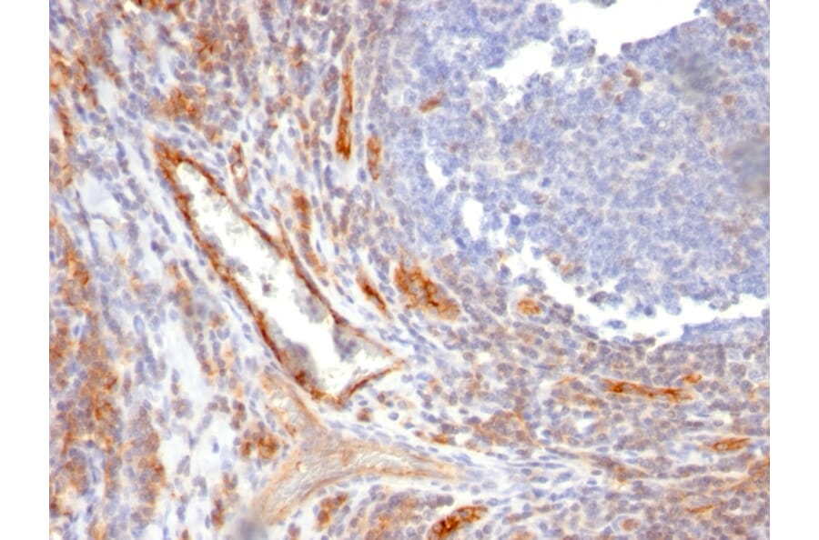 Immunohistochemistry - Anti-CD31 Antibody [C31.10] - BSA and Azide free (A252786) - Antibodies.com