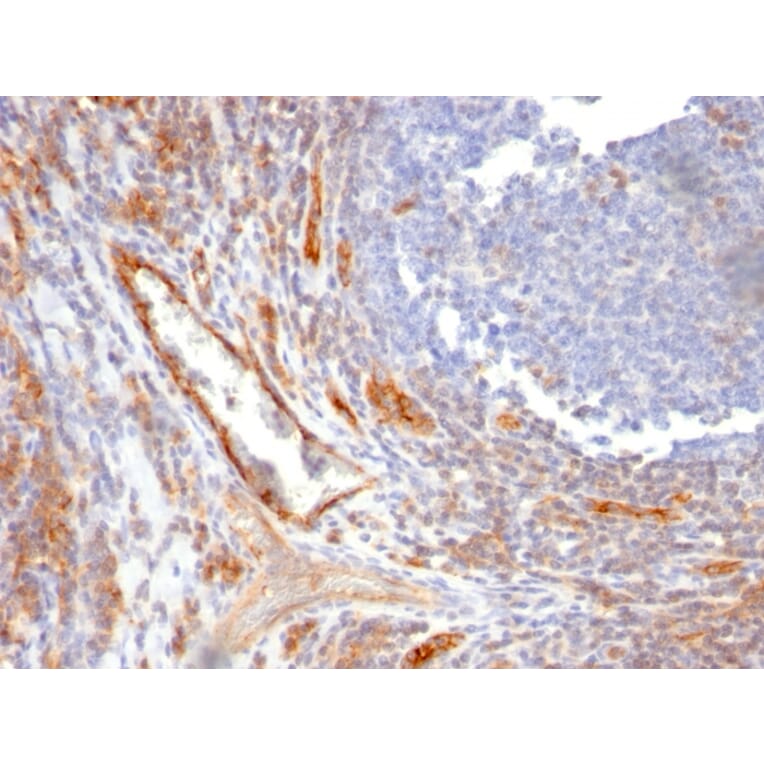 Immunohistochemistry - Anti-CD31 Antibody [C31.10] - BSA and Azide free (A252786) - Antibodies.com