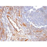 Immunohistochemistry - Anti-CD31 Antibody [C31.10] - BSA and Azide free (A252786) - Antibodies.com