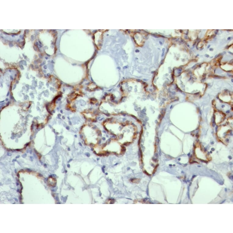 Immunohistochemistry - Anti-CD31 Antibody [C31.10] - BSA and Azide free (A252786) - Antibodies.com