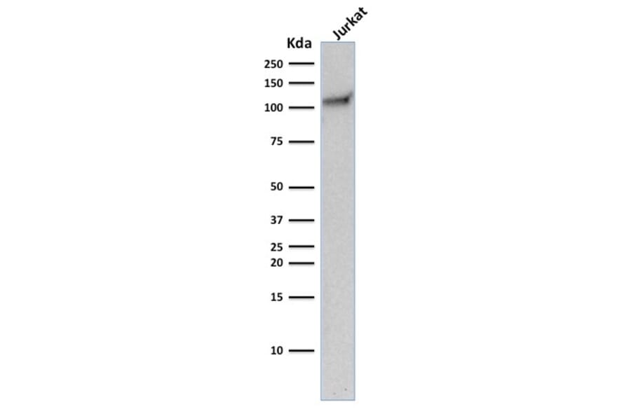 Western Blot - Anti-CD31 Antibody [C31.10] - BSA and Azide free (A252786) - Antibodies.com