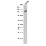 Western Blot - Anti-CD31 Antibody [C31.10] - BSA and Azide free (A252786) - Antibodies.com