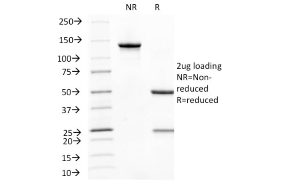 SDS-PAGE - Anti-CD31 Antibody [C31.10] - BSA and Azide free (A252786) - Antibodies.com
