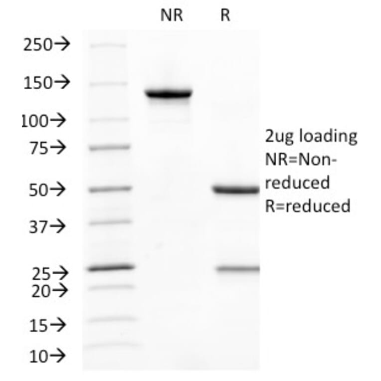 SDS-PAGE - Anti-CD31 Antibody [C31.10] - BSA and Azide free (A252786) - Antibodies.com