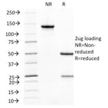 SDS-PAGE - Anti-CD31 Antibody [C31.10] - BSA and Azide free (A252786) - Antibodies.com