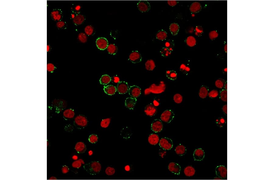 Immunofluorescence - Anti-CD31 Antibody [158-2B3] - BSA and Azide free (A252787) - Antibodies.com