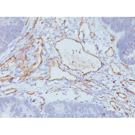 Immunohistochemistry - Anti-CD31 Antibody [C31.3 + C31.7 + C31.10] - BSA and Azide free (A252788) - Antibodies.com
