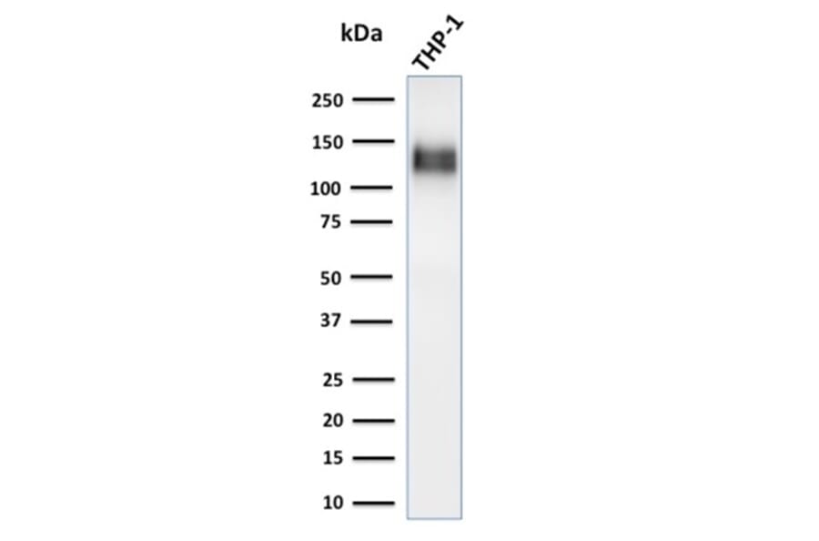 Western Blot - Anti-CD31 Antibody [C31/1395R] - BSA and Azide free (A252789) - Antibodies.com