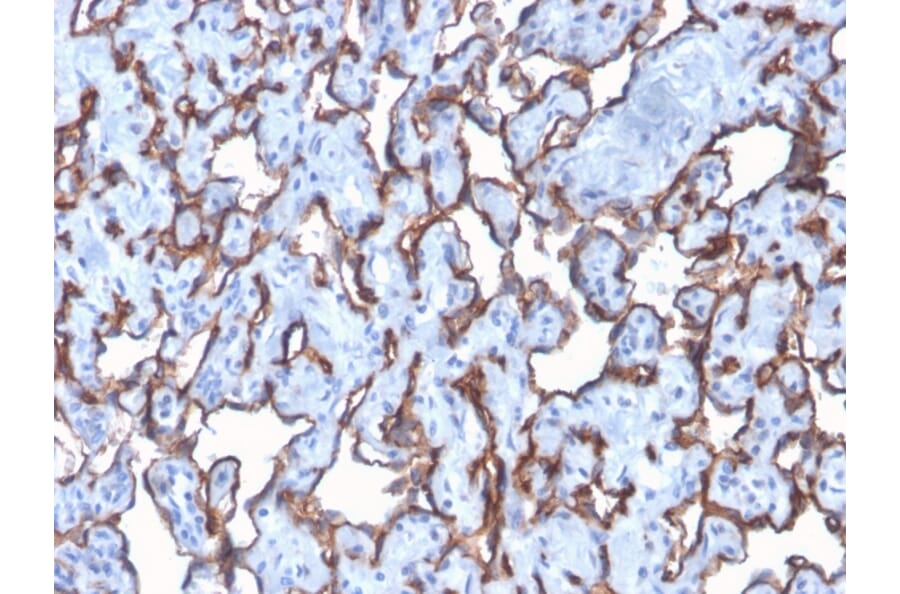 Immunohistochemistry - Anti-CD31 Antibody [C31/2876R] - BSA and Azide free (A252790) - Antibodies.com