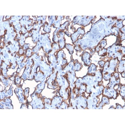 Immunohistochemistry - Anti-CD31 Antibody [C31/2876R] - BSA and Azide free (A252790) - Antibodies.com