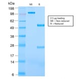 SDS-PAGE - Anti-CD31 Antibody [C31/2876R] - BSA and Azide free (A252790) - Antibodies.com