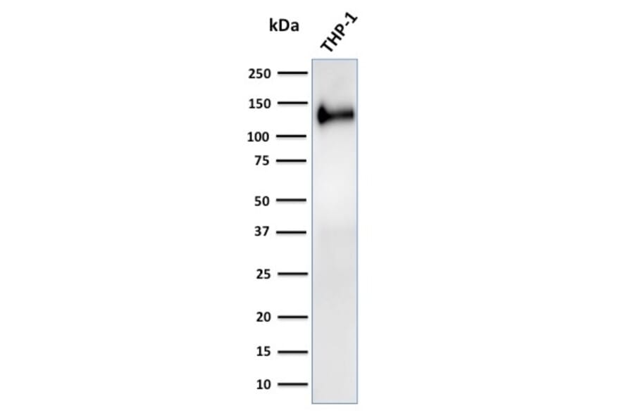Western Blot - Anti-CD31 Antibody [C31/2876R] - BSA and Azide free (A252790) - Antibodies.com